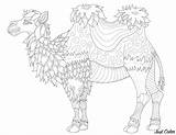 Coloring Camel Fine Drawing Line Lines Camels Pages Superb Soft Features Very Paintingvalley sketch template