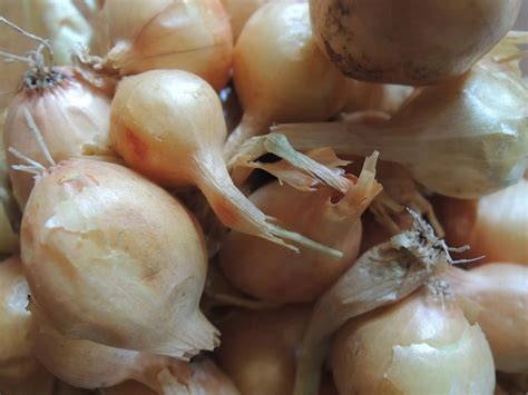 store onion sets  planting