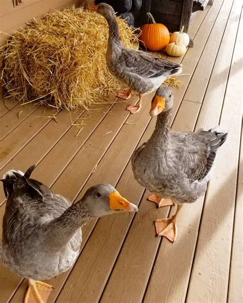 french toulouse geese regram  atfresheggsdaily duck duck toulouse ducks poultry goose