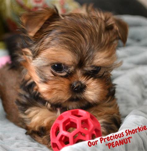 Adorable Yorkie Puppies For Adoption Yorkies For Adoption