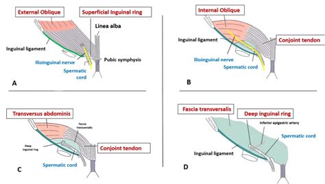 anatomy   inguinal region anatomy