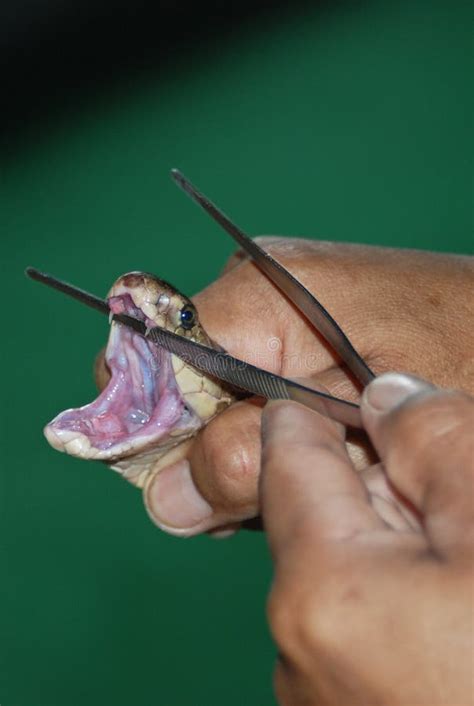 snake fangs stock image image  head danger dangerous