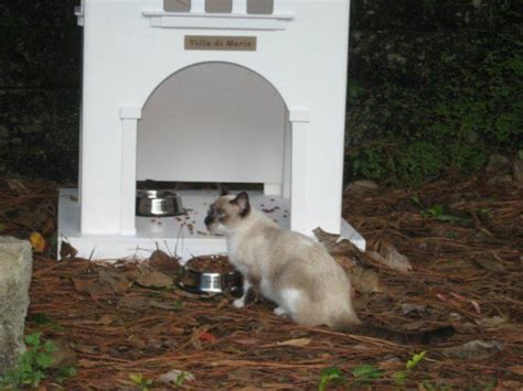 updates on the loews hotels feral cat situation catster