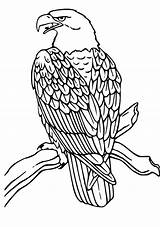 Coloring Eagle Flying Pages Getcolorings Bald sketch template