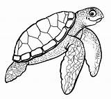 Turtle Sea Coloring Printable Drawing Pages Kids Cartoon Baby Color Print Realistic Turtles Cute Green Outline Drawings Hawaiian Leatherback Swimming sketch template
