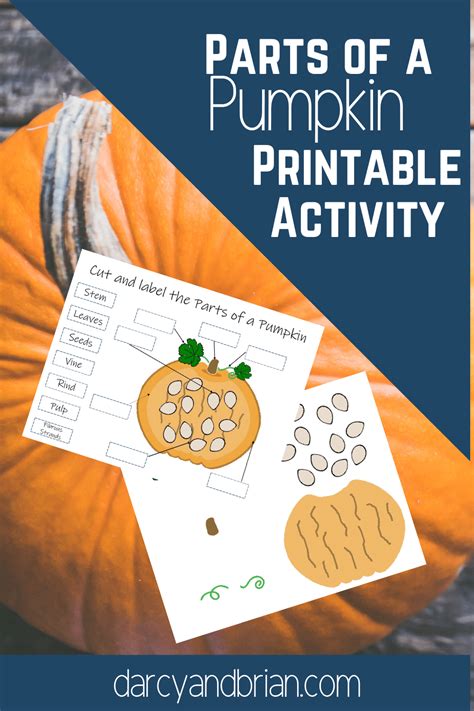 parts   pumpkin printable activities  preschool  kindergarten