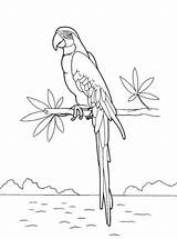 Parrot Coloring Macaw Fun Kids Animals Heron Stork Eurasian Skylark sketch template