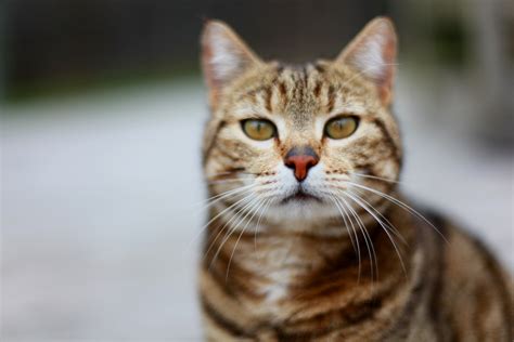 gestreifte katzen bilder bilddatenbank stockfotos