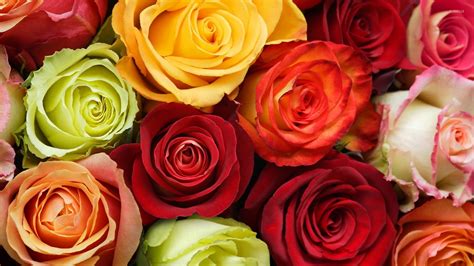 Colorful Roses Wallpaper Flower Wallpapers 50584