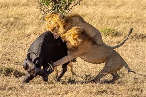 cape buffalo  lion   win african wildlife report