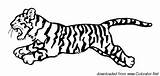 Cub Tiger Animals Coloring sketch template