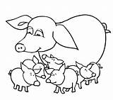 Piglets Educativeprintable Pigs sketch template
