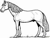 Mustang Horse Coloring Pages Printable Print Getcolorings Color Horses sketch template