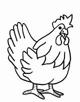 Hen Drawing Colour Chicken Coloring Pages Farm Kids Animal Hens Drawings Outline Animals Printable Little Cute Colouring Red Clipart Wallpaper sketch template