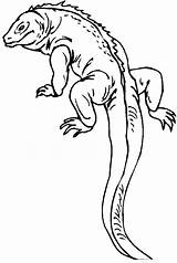 Lizard Coloring Pages Reptile Printable Kids Outline Print Colouring Color Salamander Gecko Drawing Sheets Long Reptiles Realistic Tail Monitor Lizards sketch template
