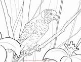 Lorikeet Coloring Pages Designlooter Print 1275px 14kb 1650 sketch template