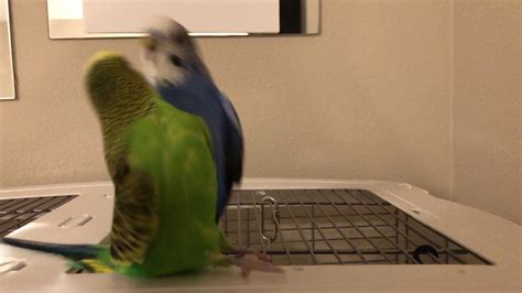 birds squabble  slow motion  warning  bird owners youtube