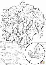Coloring Elm Tree Pages American Trees Kids Printable Color Categories sketch template