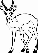 Antelope Coloring Staring Pages Coloringbay sketch template