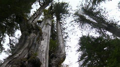 bc government seeks public input   growth forest management ctv news