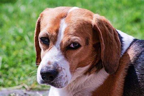 Beagle Historia Perros Razas Alimentación Cuidados
