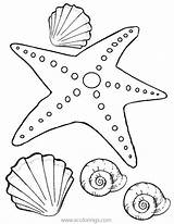 Starfish Seashells Xcolorings 61k 794px 614px sketch template