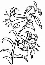 Lily Coloring Flower K5 Worksheets sketch template