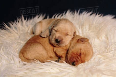 cute puppies sleeping  puppy  pets