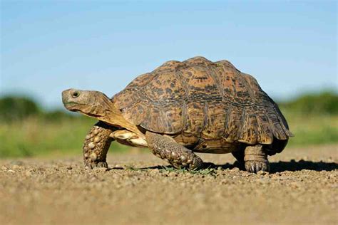 tortoise facts types classification habitat lifespan diet