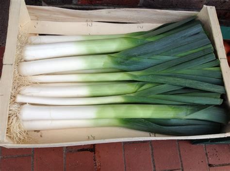 green onions    box   ground