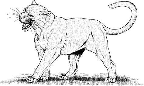 big cats coloring page  file