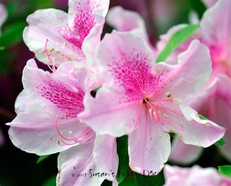 azalea flower images