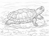 Coloring Slider Red Eared Pages Turtle Terrapin Drawing Supercoloring Turtles Printable Sheet Sketch Reptiles Super Drawings Animals Colouring Tortoise Animal sketch template