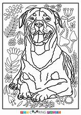 Rottweiler Coloring Pages Dog Printable Color Dogs German Getcolorings Shepherd Getdrawings sketch template