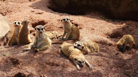 tired meerkat falls off sleeping soposted