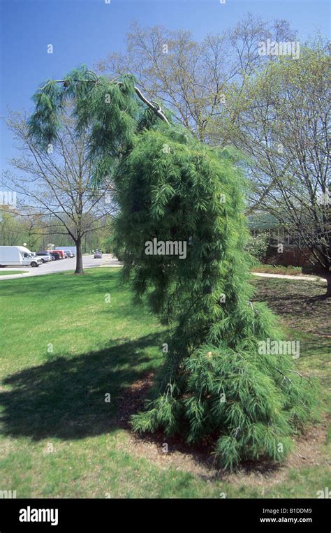 weeping white pine  res stock photography  images alamy