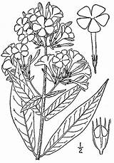 Drawing Phlox Garden Paniculata Plants sketch template