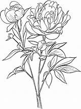 Flower Coloring Peony Pages Flowers Printable sketch template
