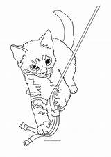 Kitten Tabby Drawing Coloring Cat Pages Realistic Playing Lure Drawings Feather Getdrawings sketch template