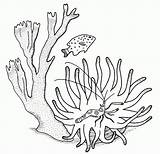Corail Koralle Koraal Korallen Pez Corales Colorea Coloriage Malvorlage Peces Marinos Coloriages Kleurplaten Maak Persoonlijke Ausmalbild sketch template