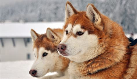 alaskan husky pros  cons   unusual sled dog