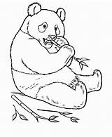 Pandas Ausmalbild Kung Plaisant Coloringtop Mammals Coloringhome sketch template