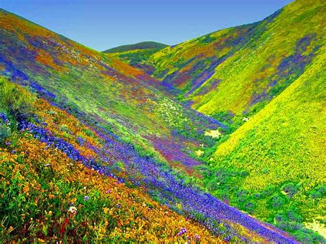 places     die valley  flowers