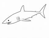 Mako Squalo Colorare Disegni Pesci Sharks Makos Requins Printmania Animali sketch template
