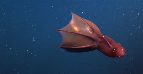scary facts  vampire squid