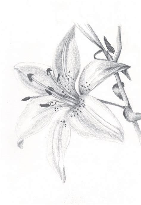 lily flower drawings rose pictures flower drawing lilies drawing