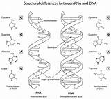 Adn Arn Rna Diferencias Estructurales Supercoloring Differences Worksheet Structural sketch template