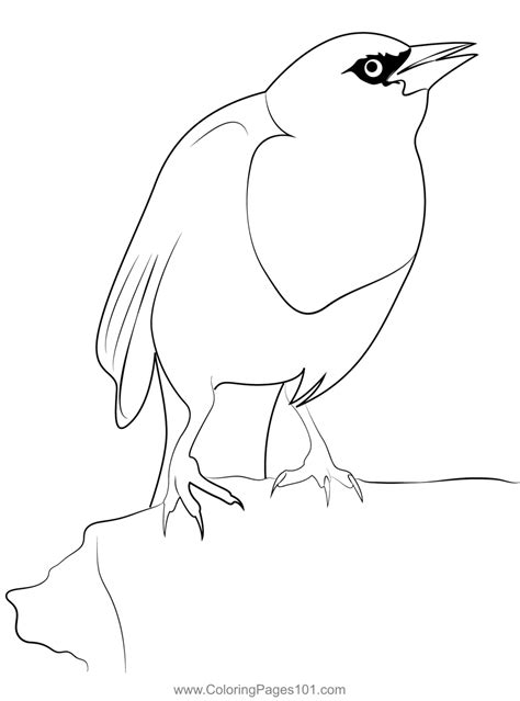 male yellow headed blackbird coloring page  kids   world