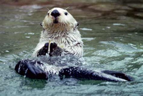 Sea Otter Marine Education Alaska Sea Grant