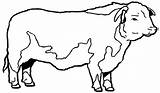 Colorir Hereford Vaca Beef sketch template